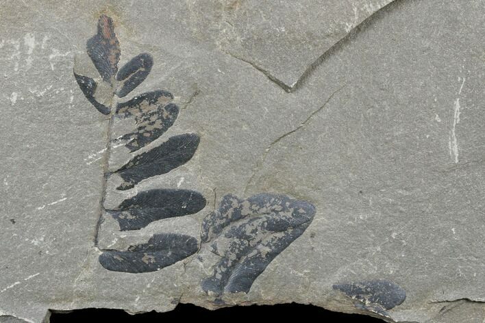 Pennsylvanian Fossil Fern (Neuropteris) Plate - Kentucky #176758